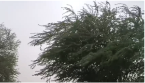 جھنگ صدر میں تیز آندھی کے ساتھ موسلا دھار بارش، موسم خوشگوار